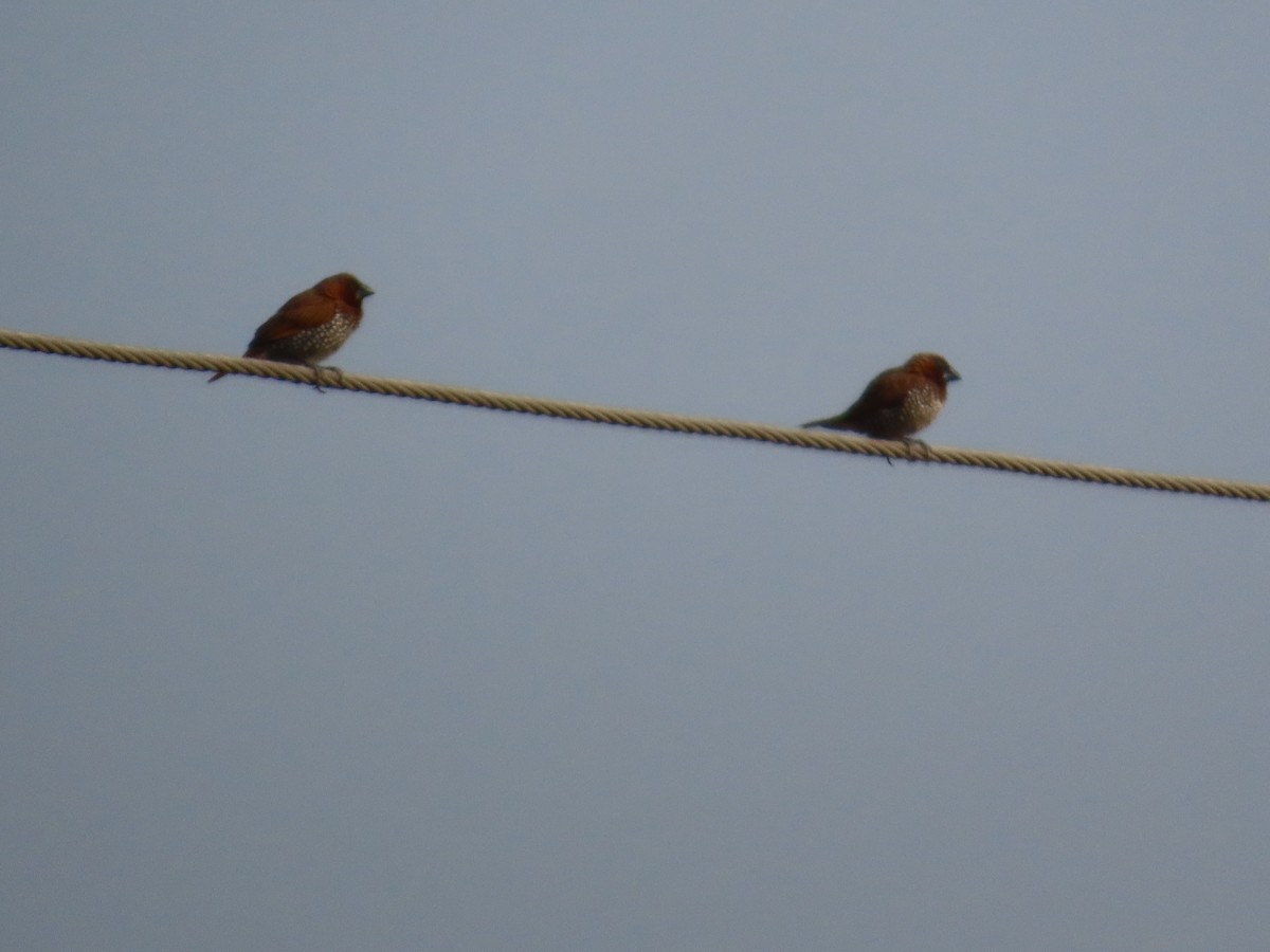 Scaly-breasted Munia - ML647824106