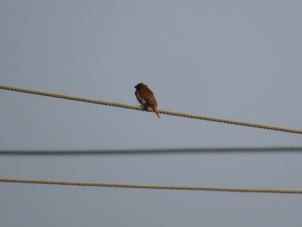 Scaly-breasted Munia - ML647824107