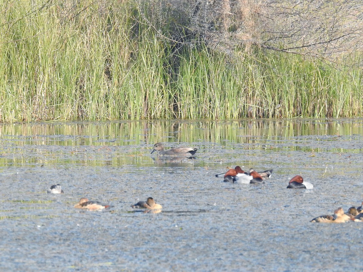 Gadwall - ML647824109