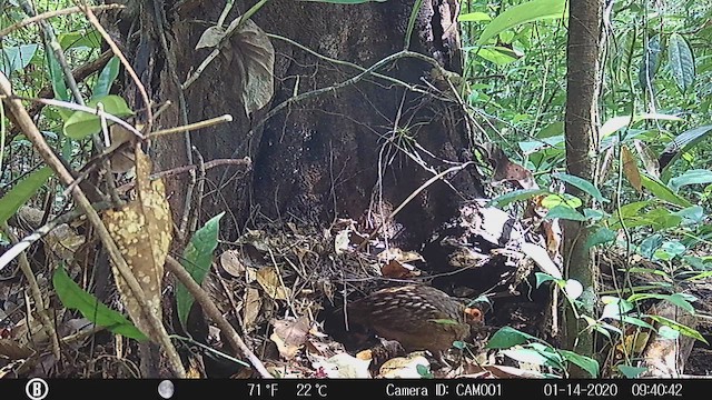 Marbled Wood-Quail - ML647824110