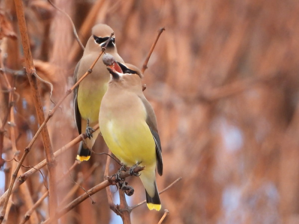 Cedar Waxwing - ML647824111