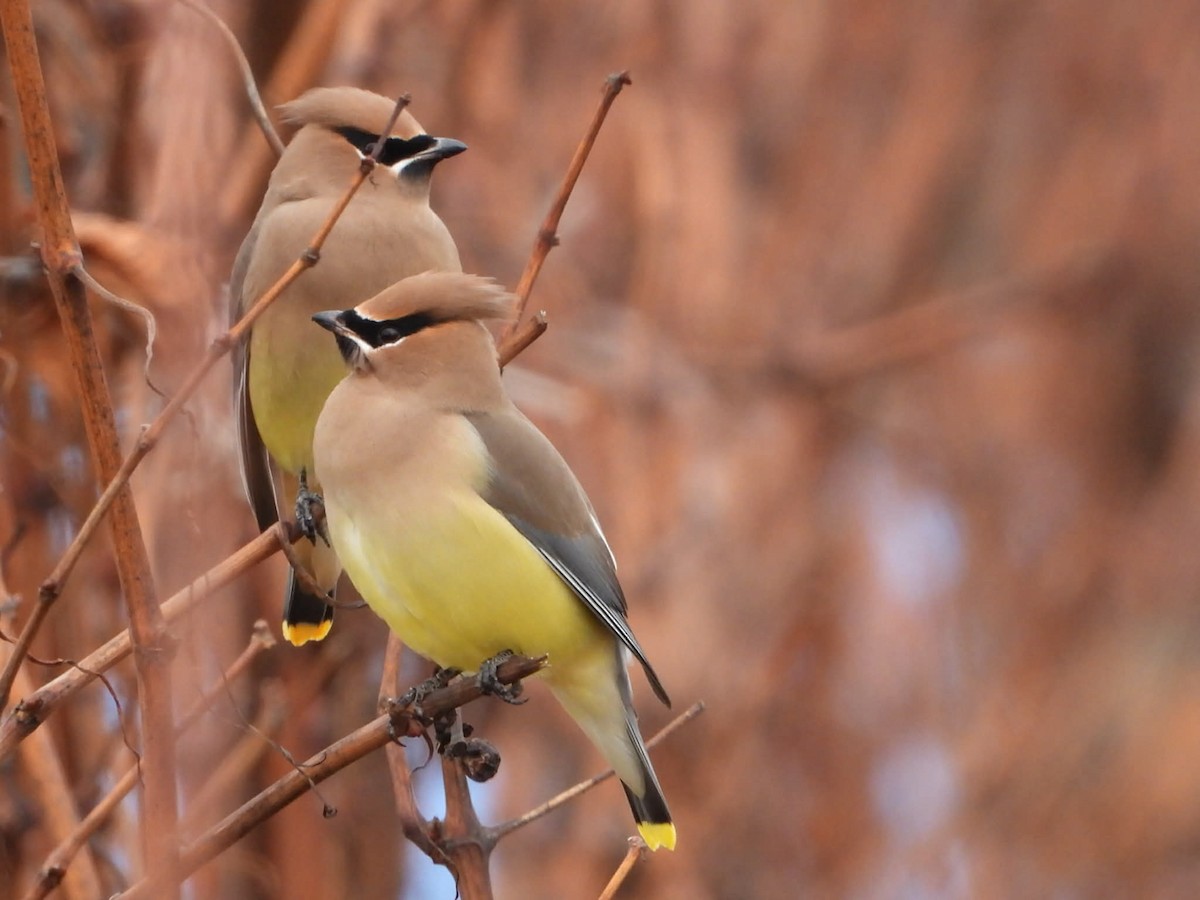 Cedar Waxwing - ML647824112