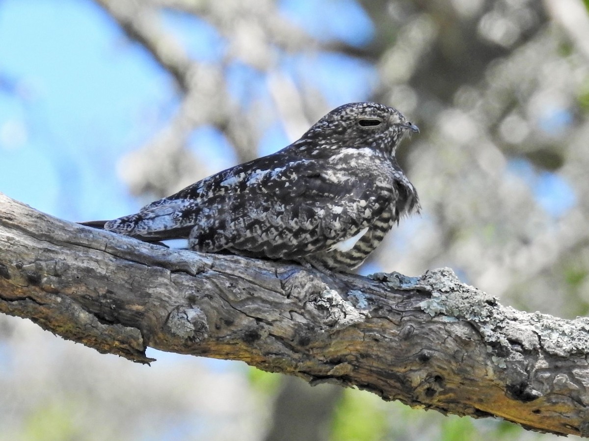 Common Nighthawk - ML647824113