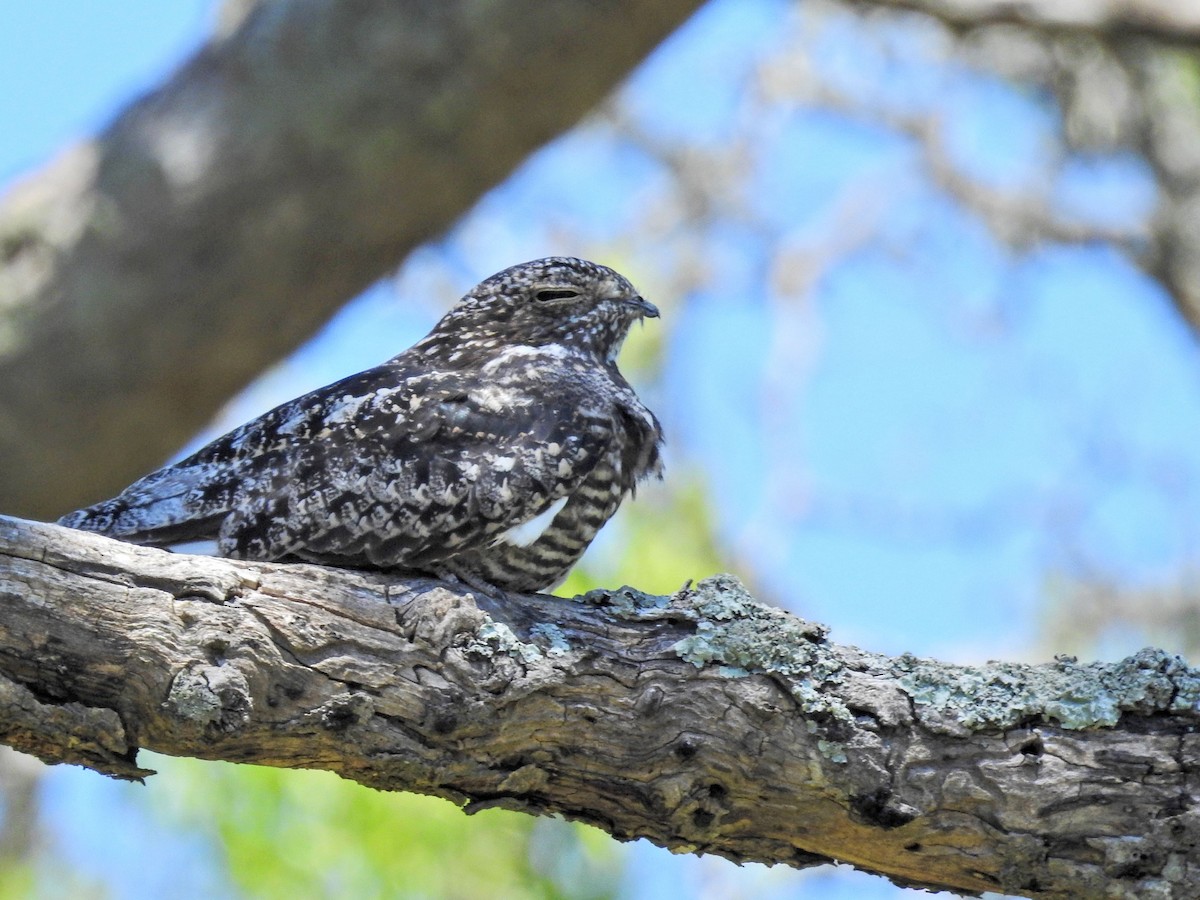 Common Nighthawk - ML647824116