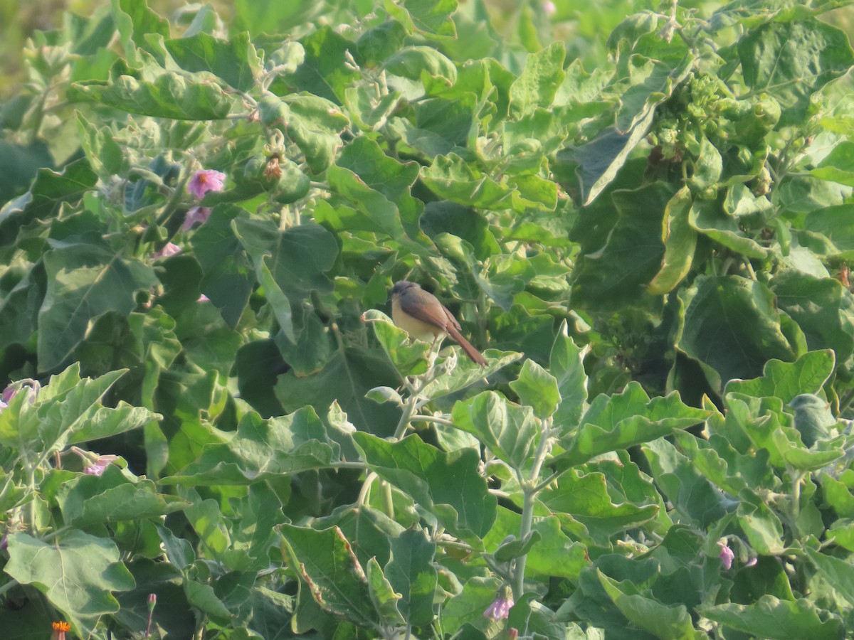 Ashy Prinia - ML647824118
