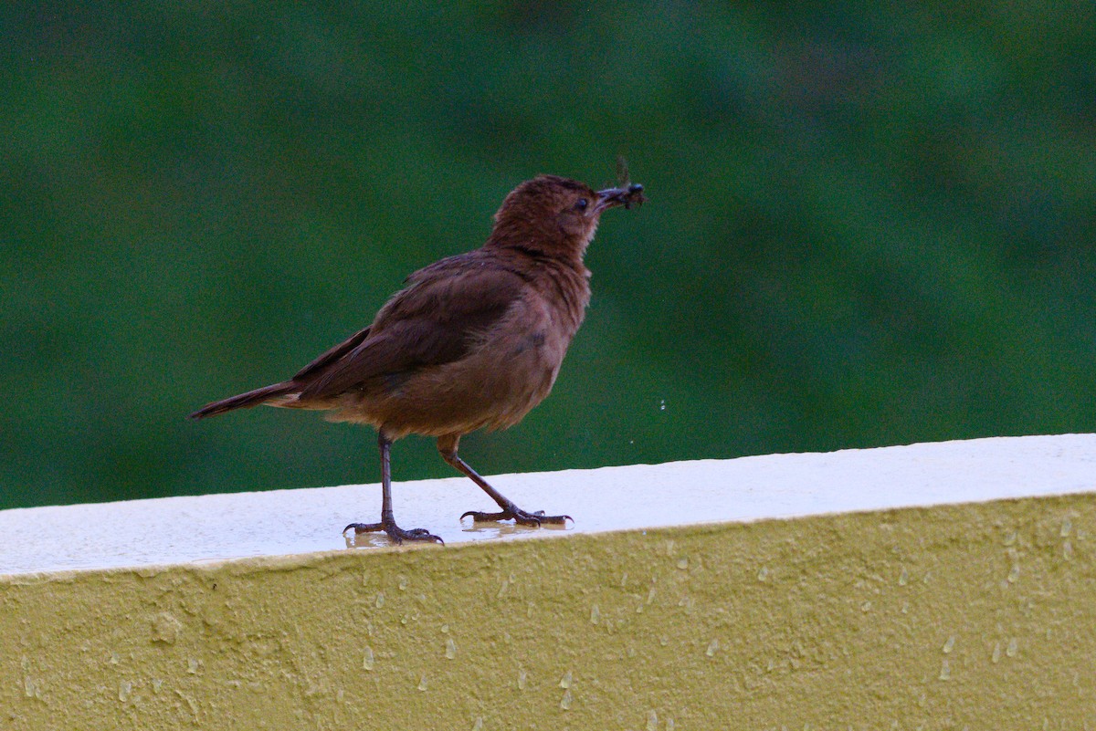 Rufous Hornero - ML647824119