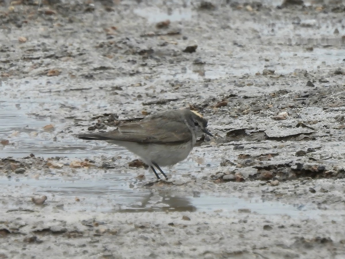 Ochre-naped Ground-Tyrant - ML647824120