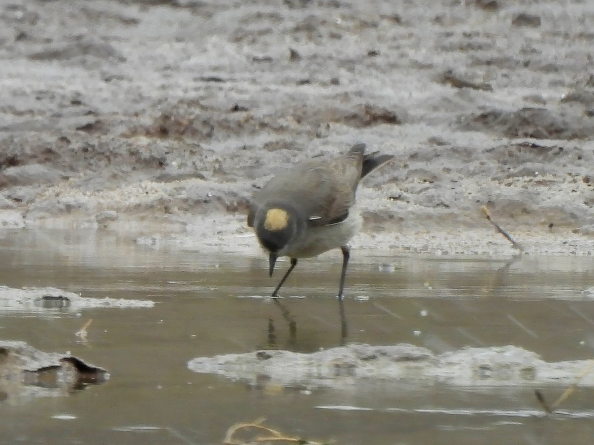 Ochre-naped Ground-Tyrant - ML647824121