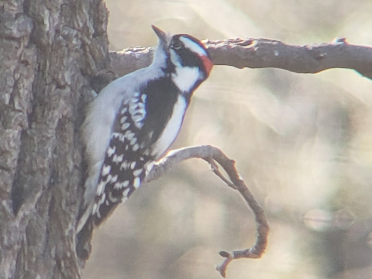 Downy Woodpecker - ML647824122