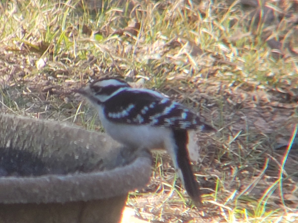 Downy Woodpecker - ML647824123