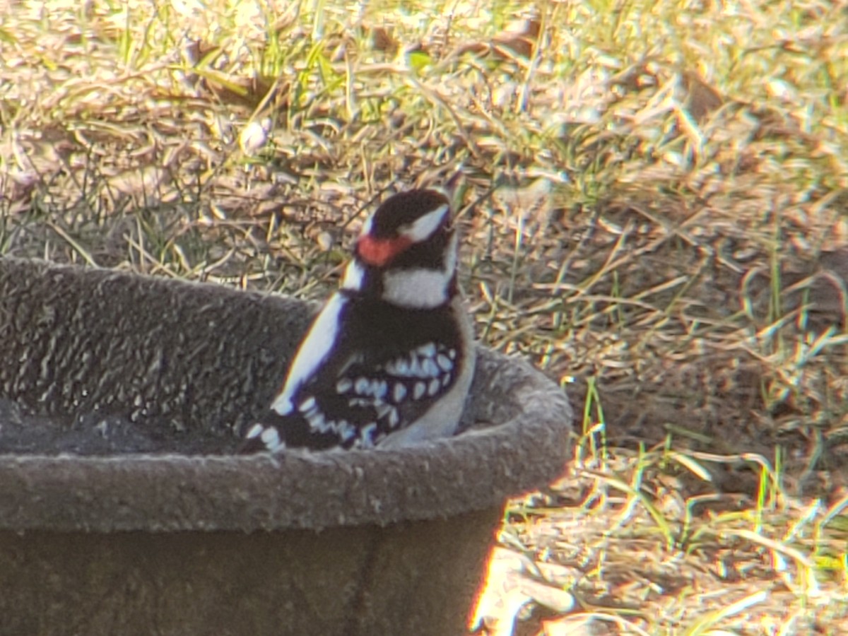 Downy Woodpecker - ML647824124
