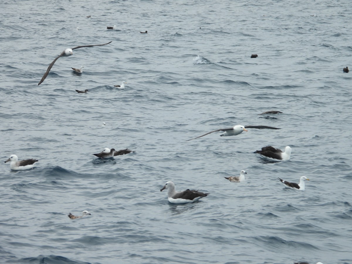 Salvin's Albatross - ML647824125