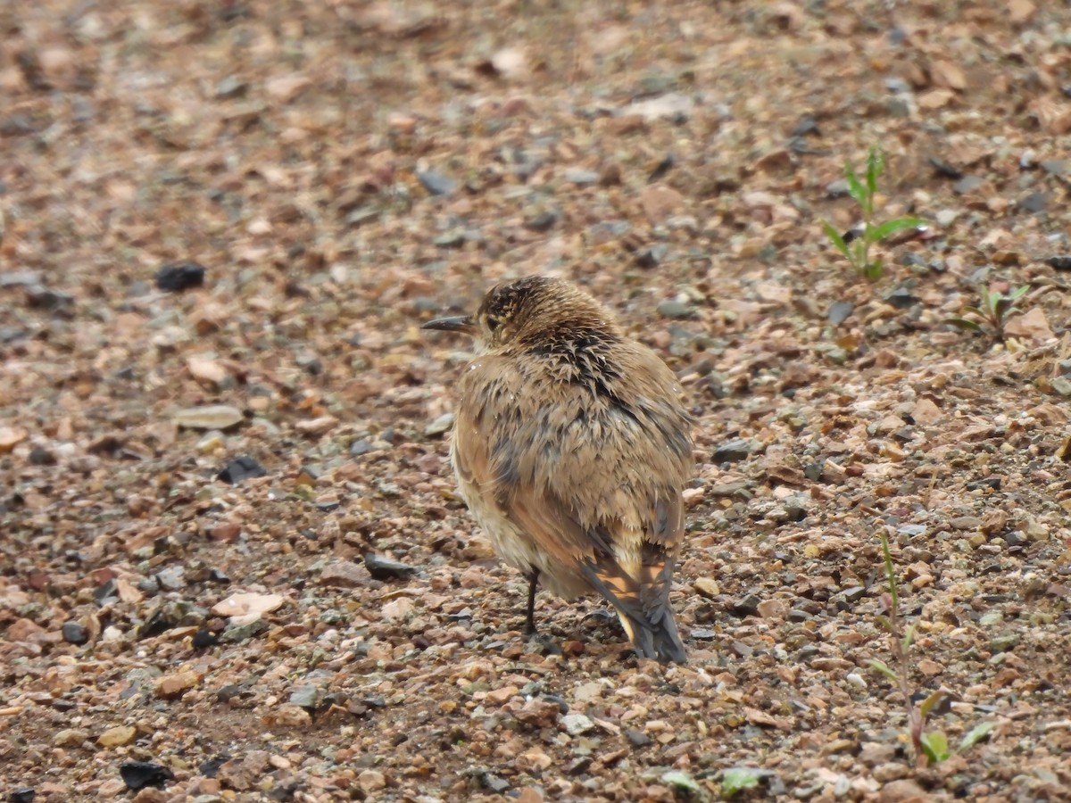 Creamy-rumped Miner - ML647824134