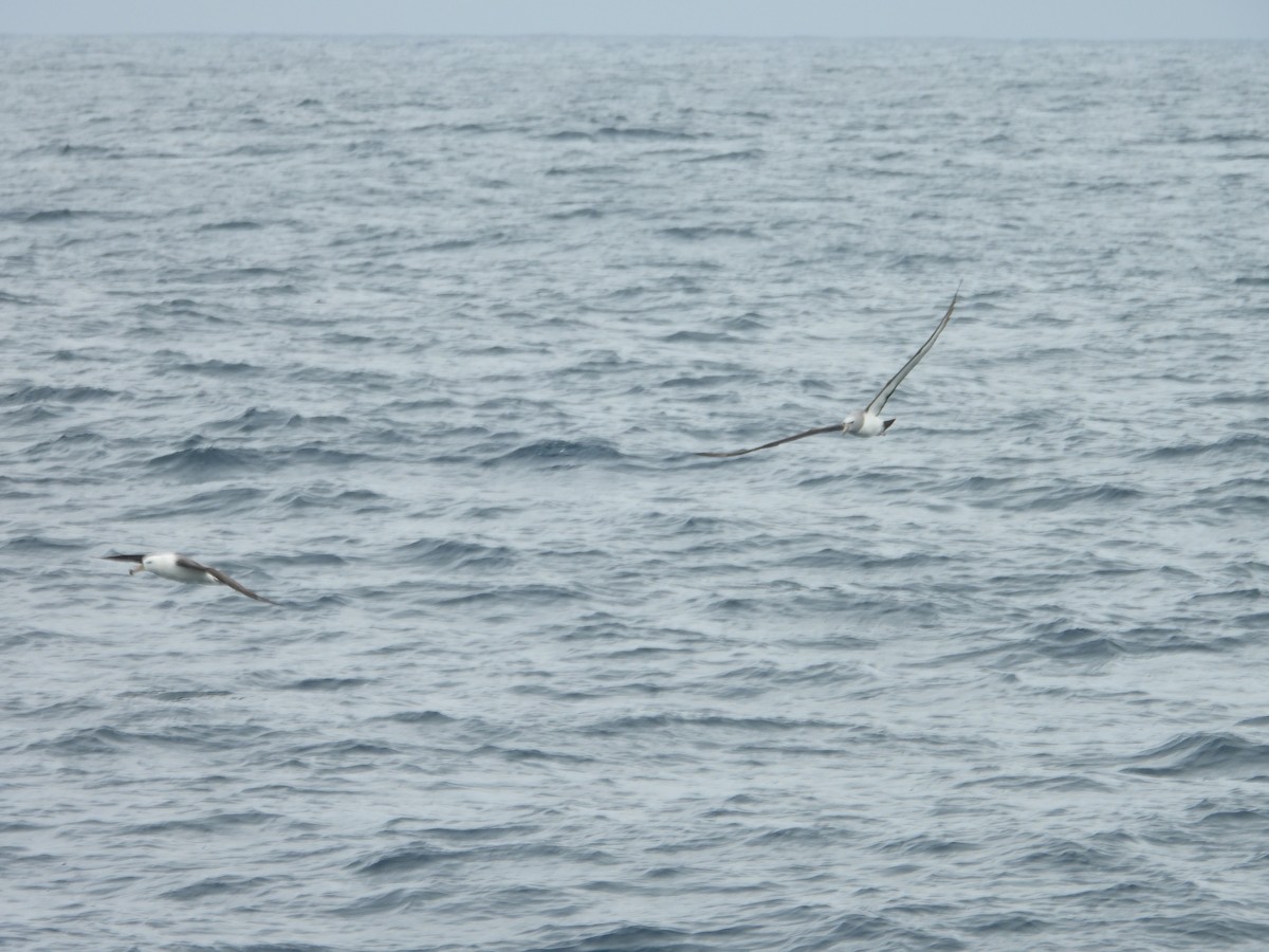 Salvin's Albatross - ML647824135