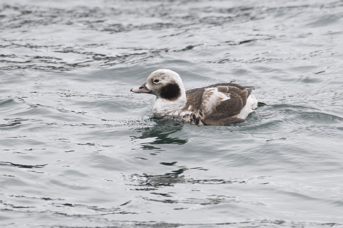 Long-tailed Duck - ML647824138