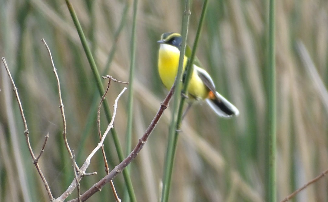 Many-colored Rush Tyrant - ML647824140