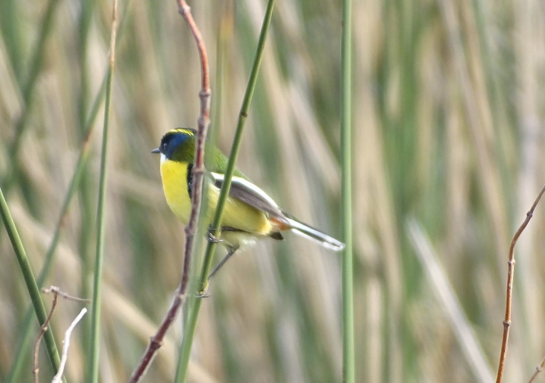 Many-colored Rush Tyrant - ML647824141