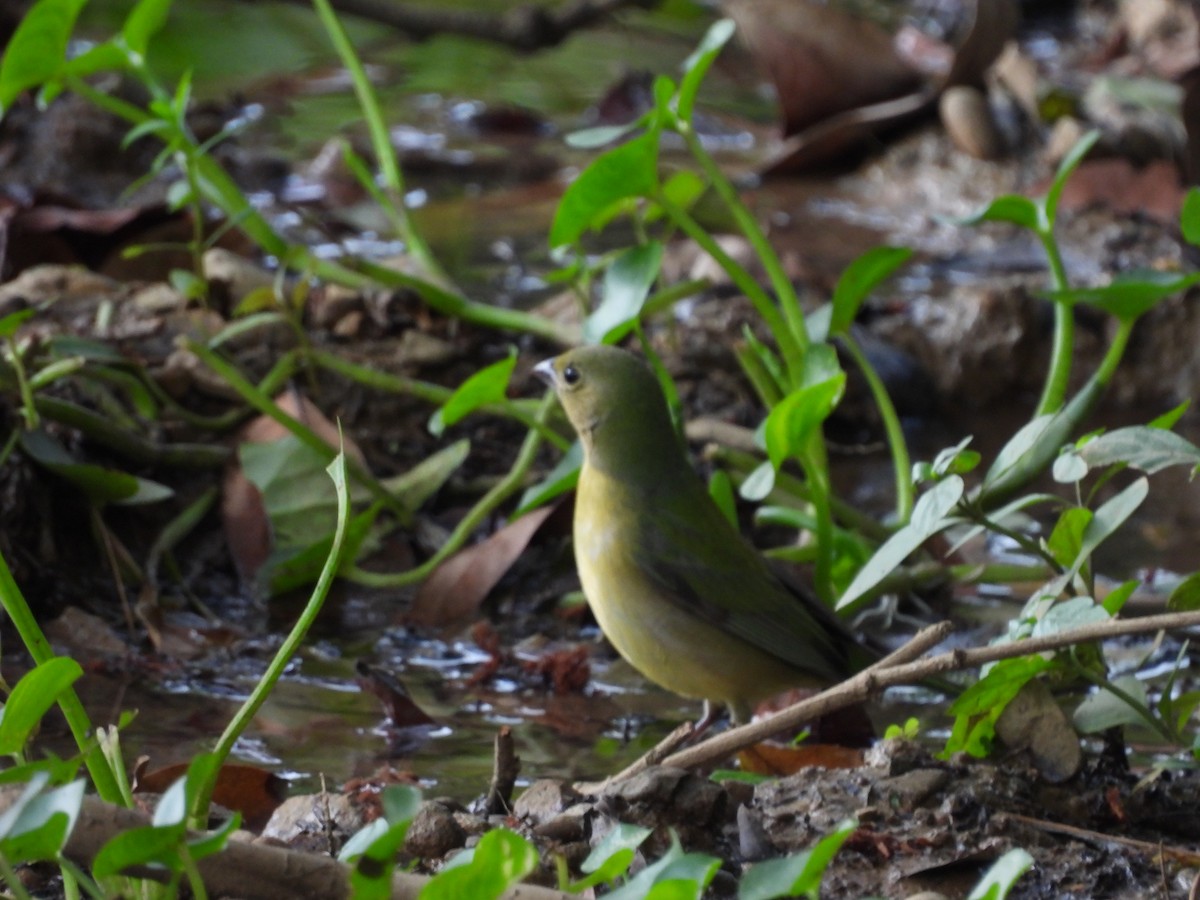 Painted Bunting - ML647824142
