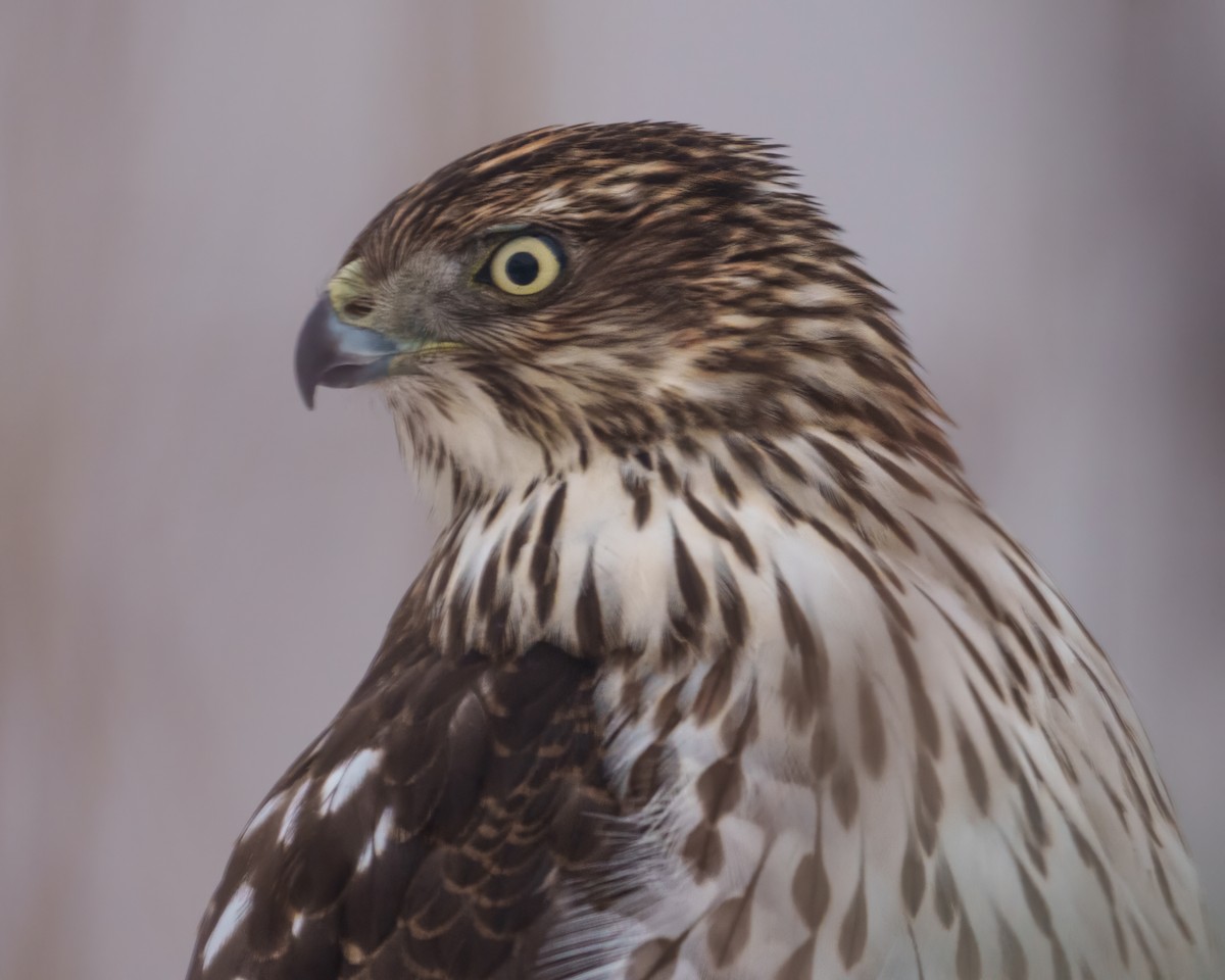 Cooper's Hawk - ML647824143