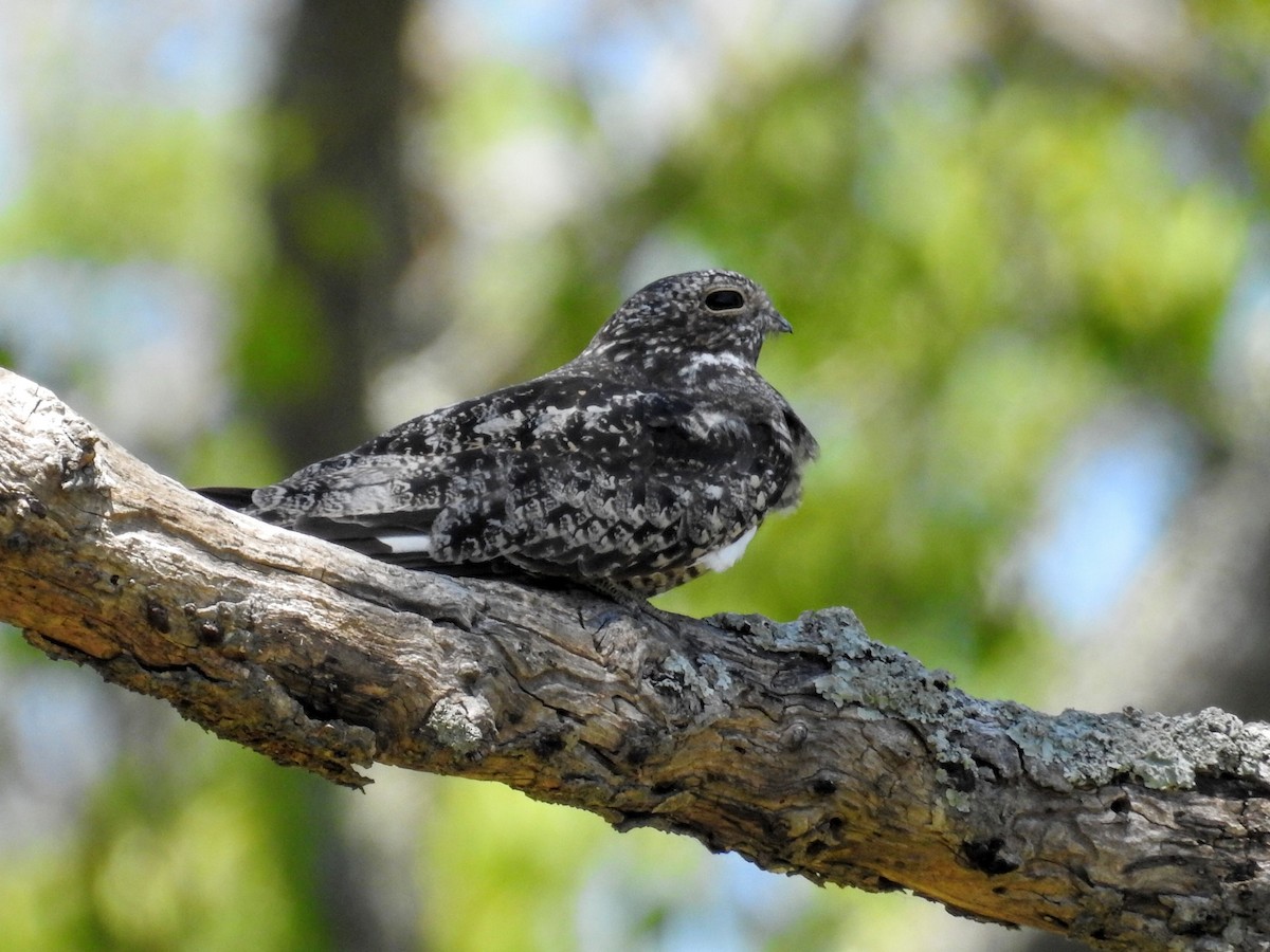 Common Nighthawk - ML647824148