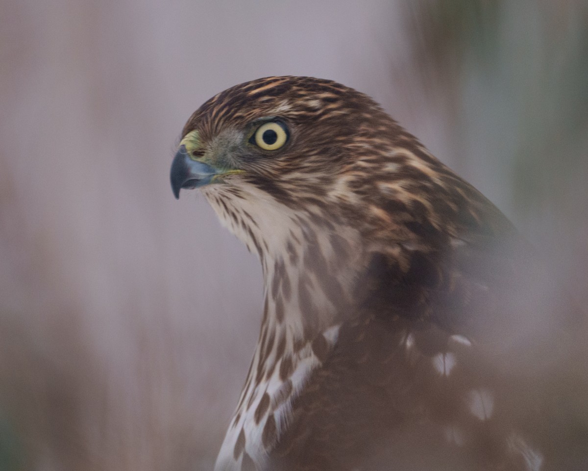 Rundschwanzhabicht - ML647824153