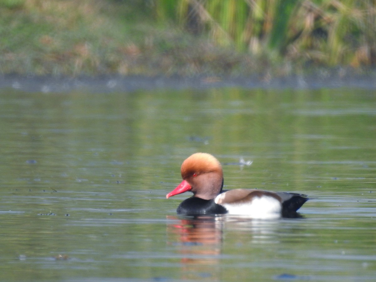 Kolbenente - ML647824155