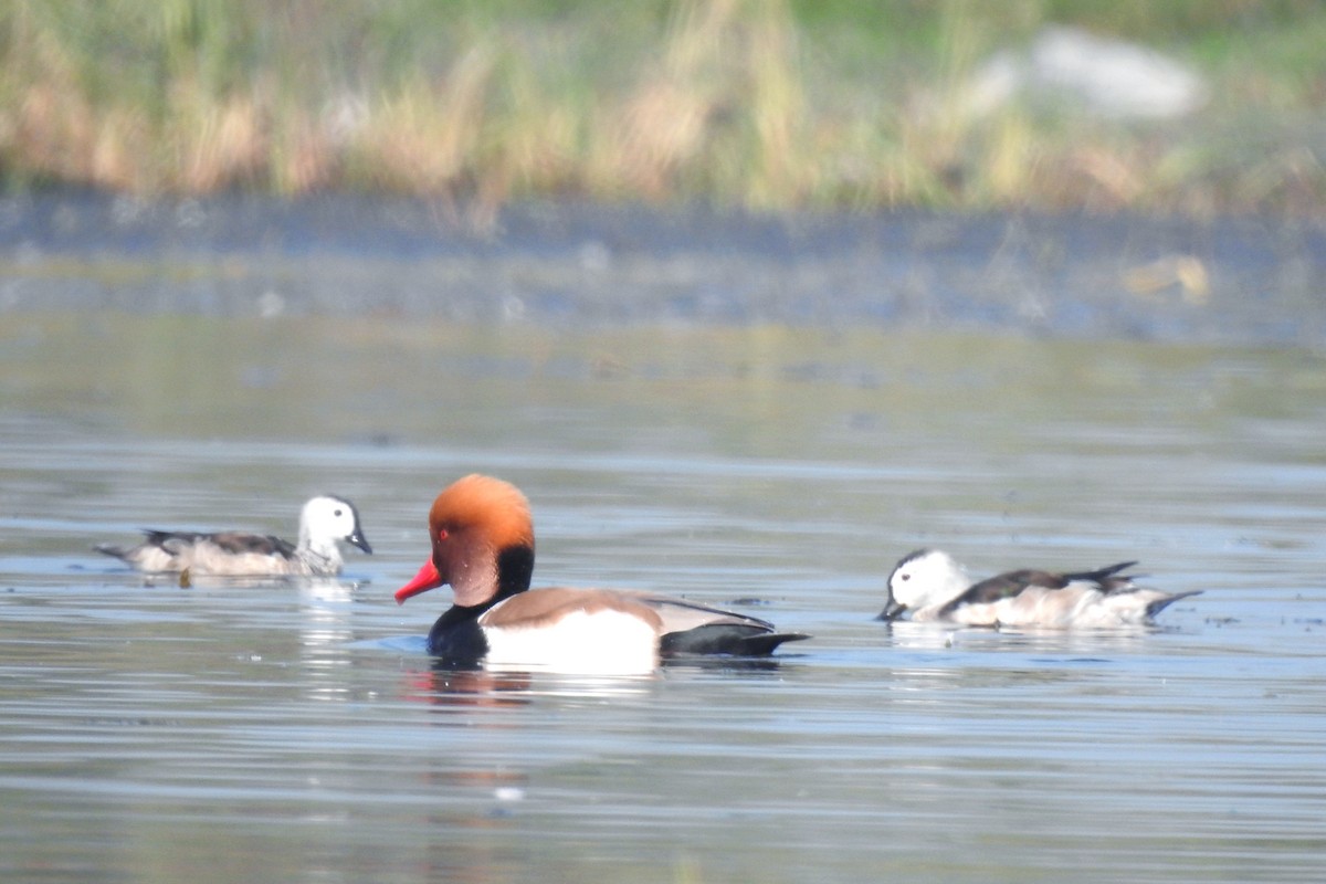 Kolbenente - ML647824156