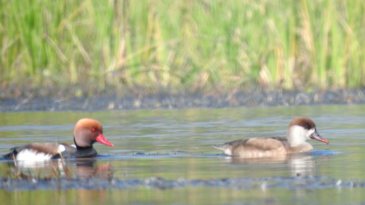 Kolbenente - ML647824157