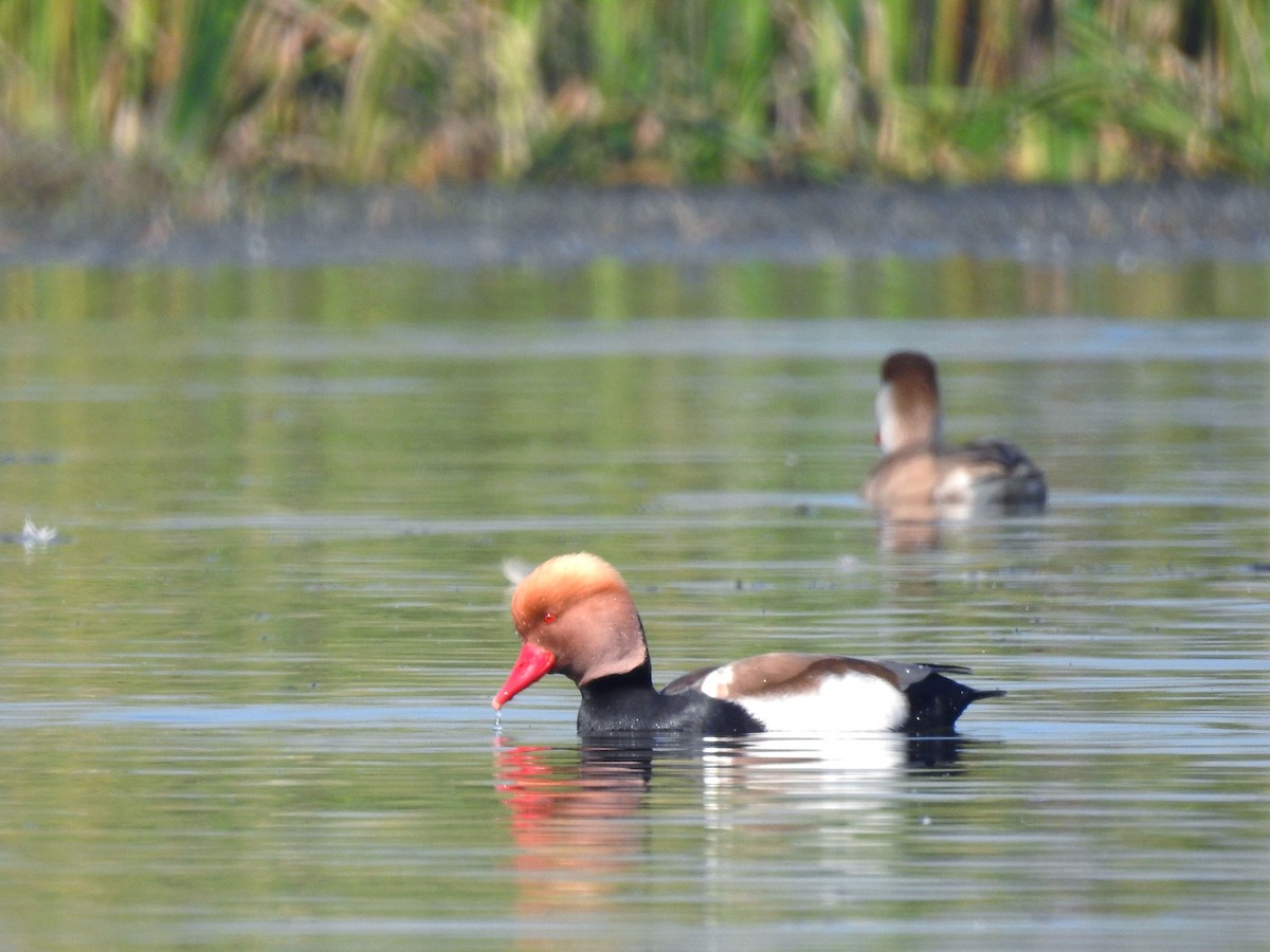 Kolbenente - ML647824158