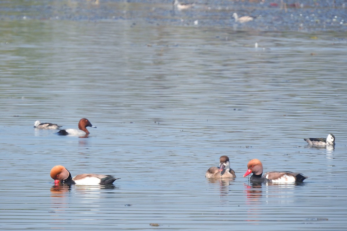 Kolbenente - ML647824159