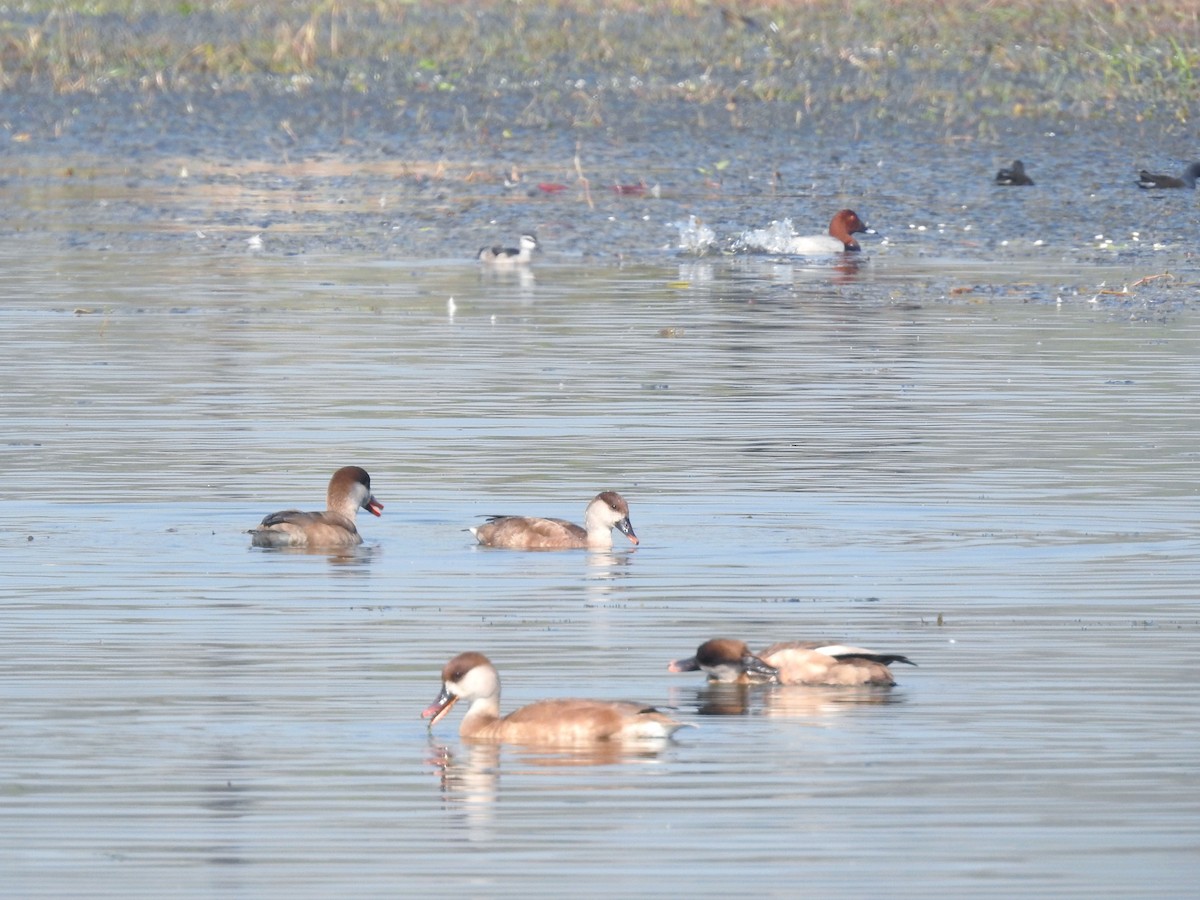 Kolbenente - ML647824160