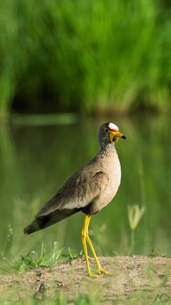 Senegalkiebitz - ML647824161