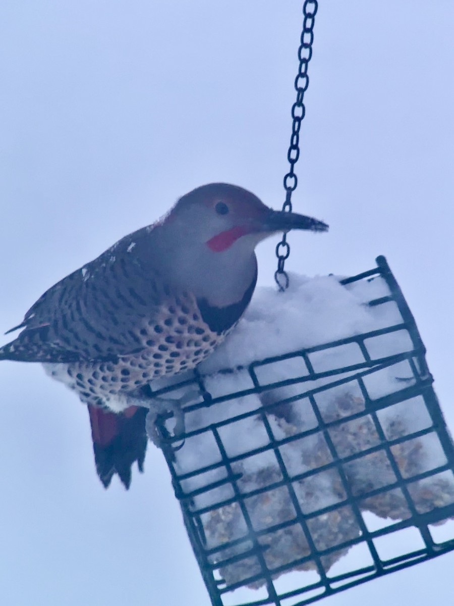 Goldspecht (luteus x cafer) - ML647824164