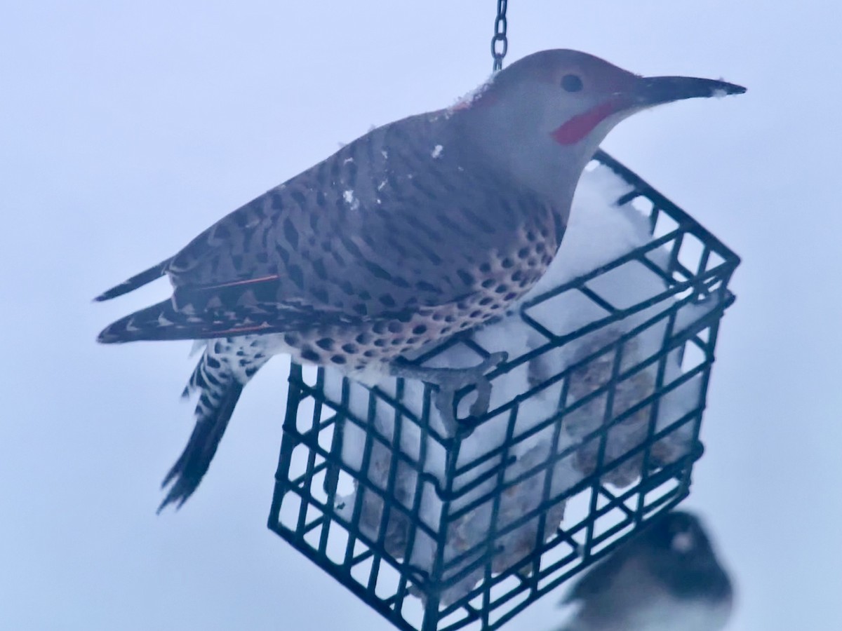 Goldspecht (luteus x cafer) - ML647824165