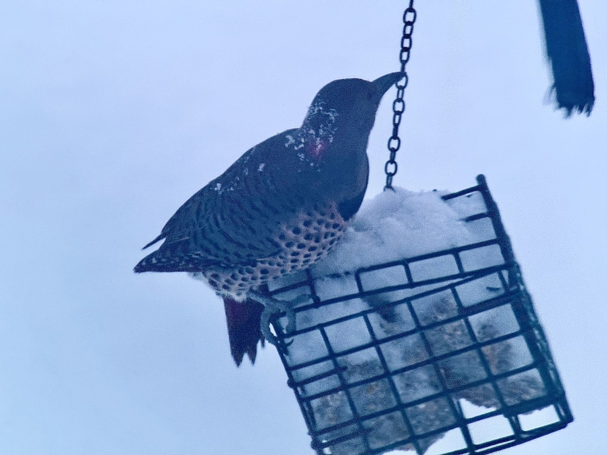 Goldspecht (luteus x cafer) - ML647824166