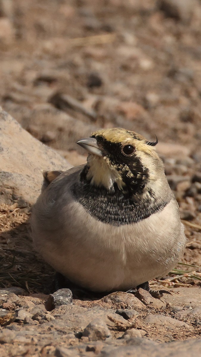 Ohrenlerche - ML647824182