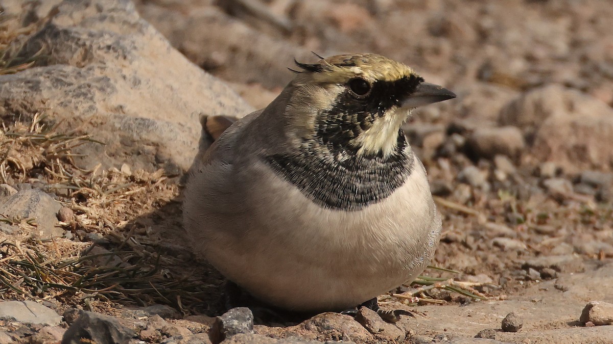 Ohrenlerche - ML647824183