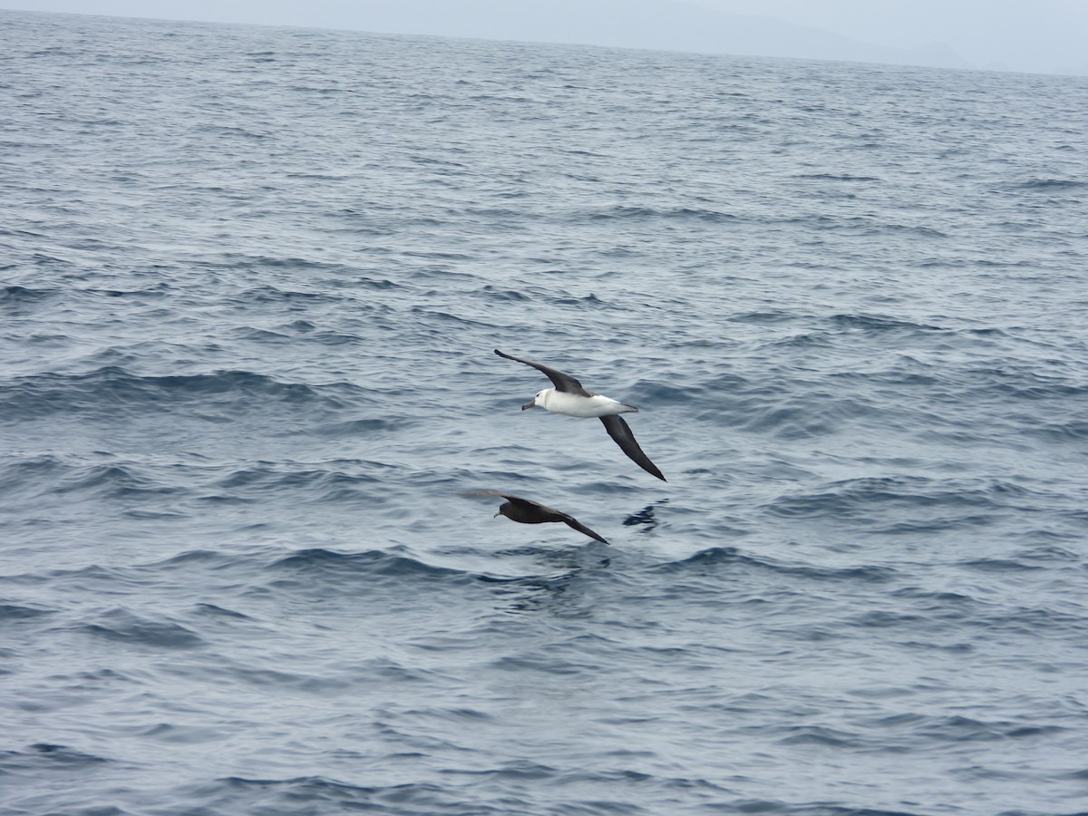 Schwarzbrauenalbatros - ML647824185