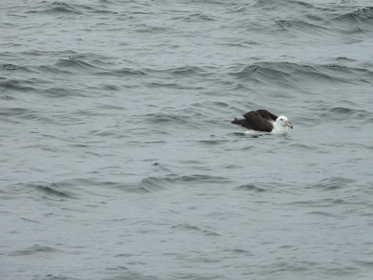 Schwarzbrauenalbatros - ML647824186