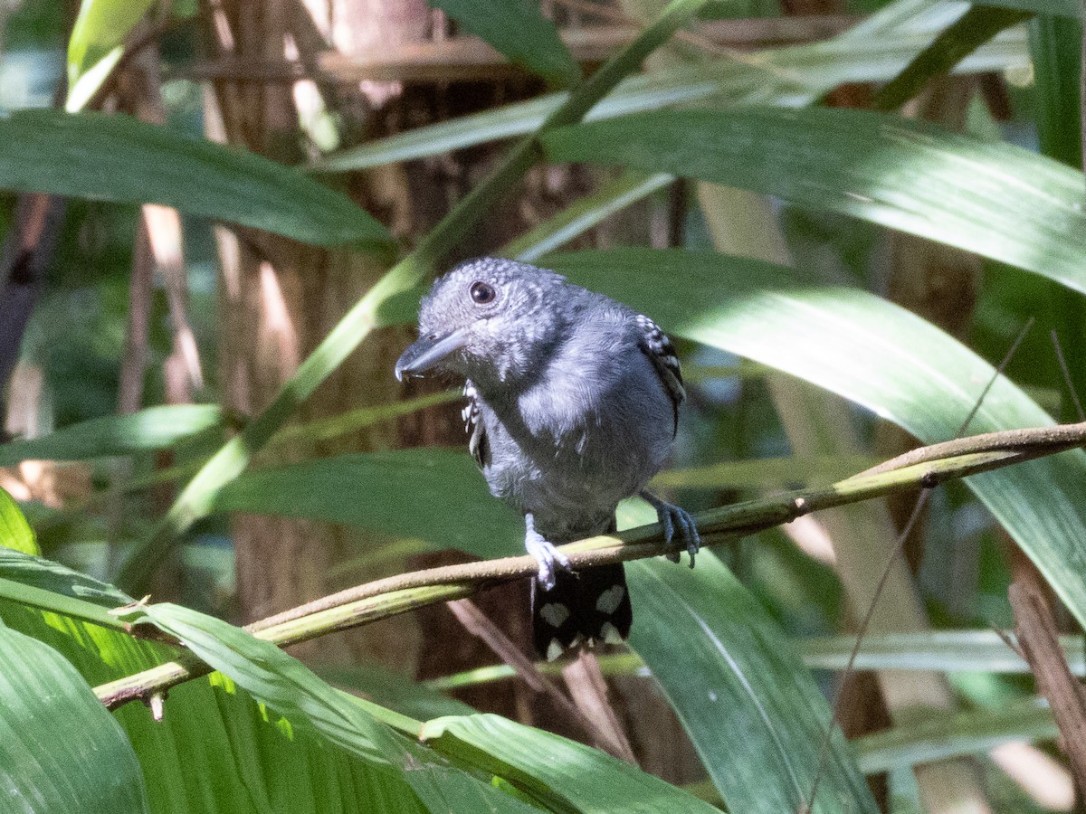 Kolumbienameisenwürger - ML647824191