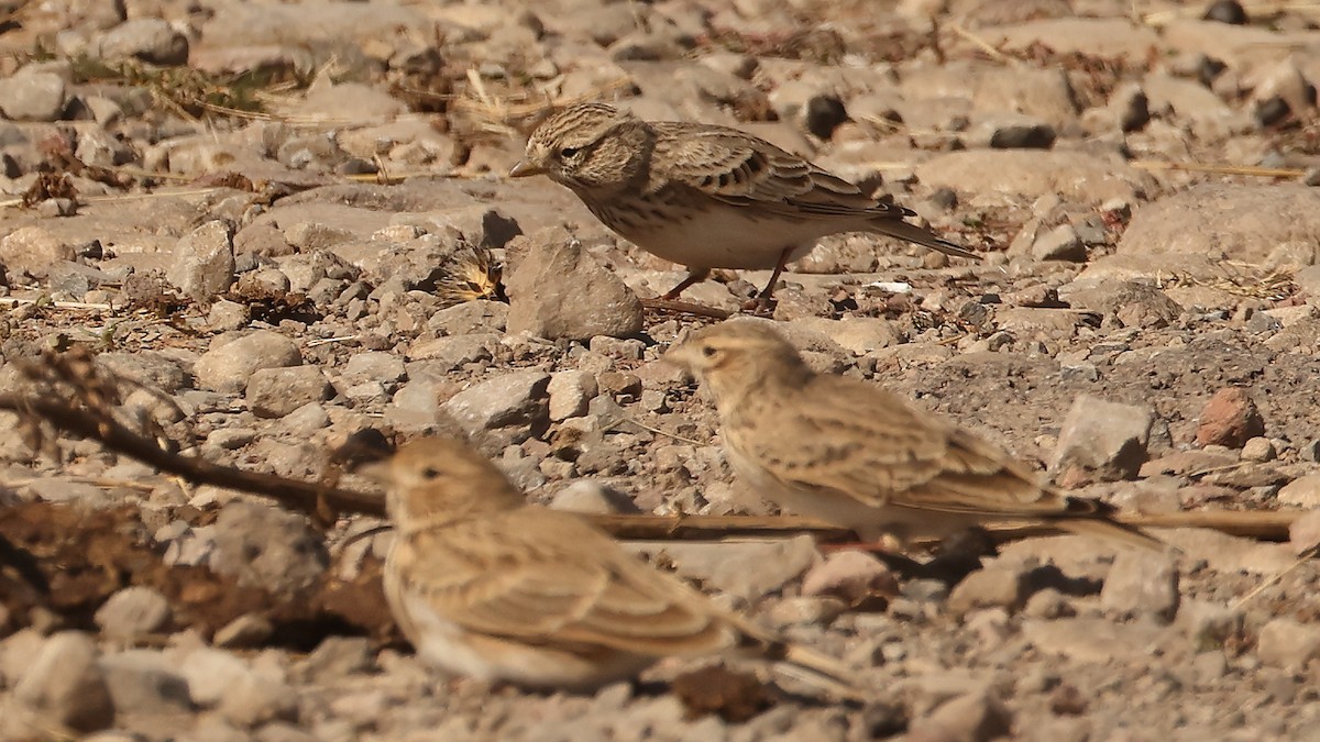 Turkestanlerche - ML647824194