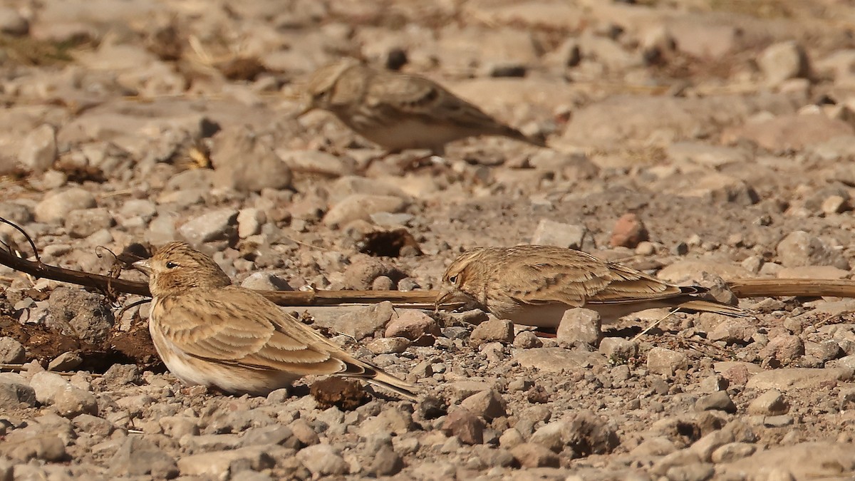 Turkestanlerche - ML647824196