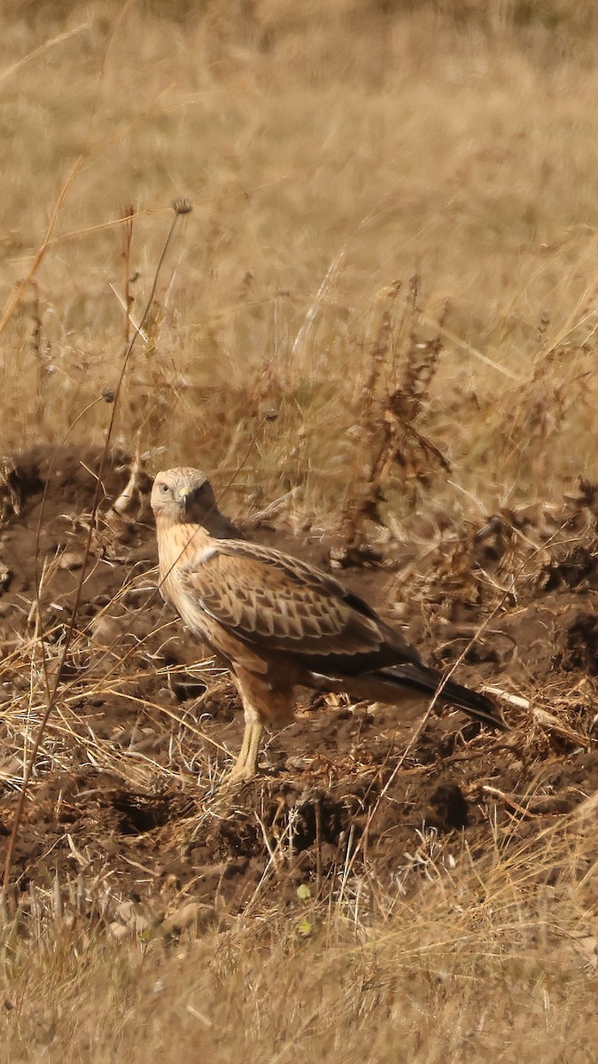 Adlerbussard - ML647824198