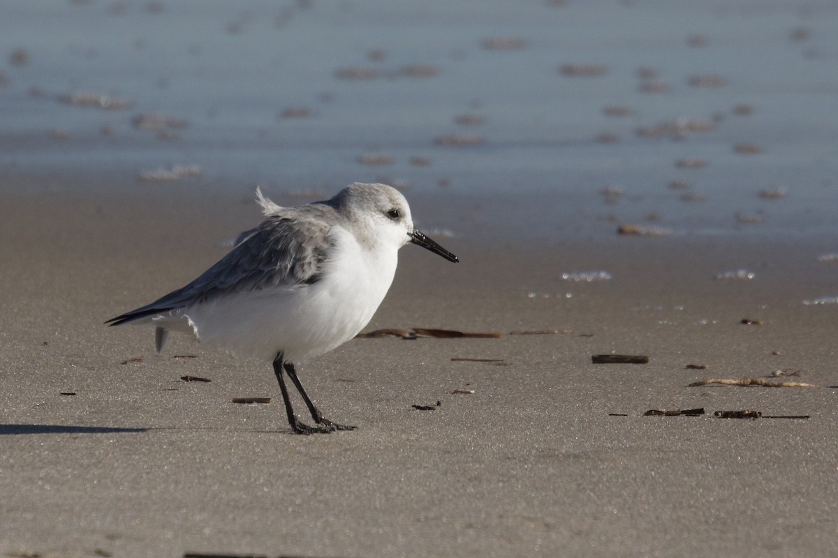 Sanderling - ML647824199
