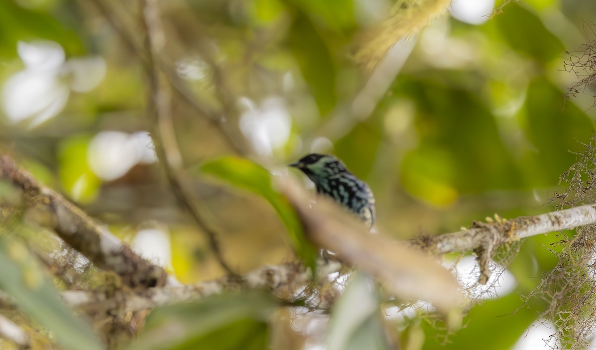 Silberfleckentangare - ML647824201