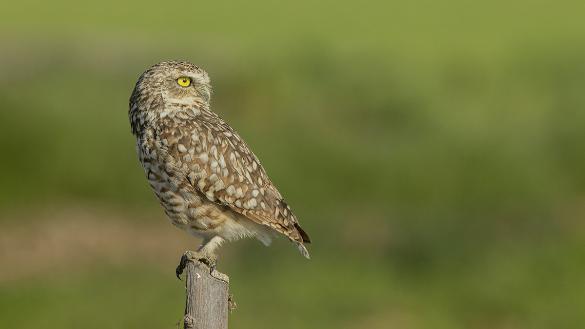 Kaninchenkauz - ML647824202