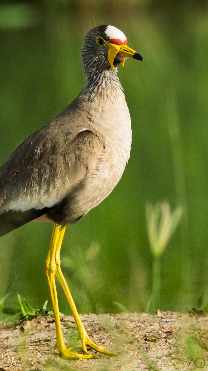 Senegalkiebitz - ML647824203