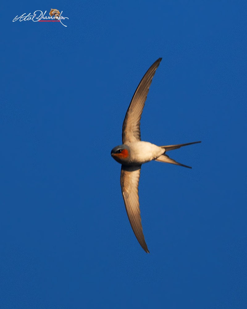 Kronenbaumsegler - ML647824204