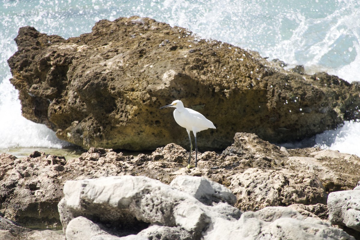 Schmuckreiher - ML647824205