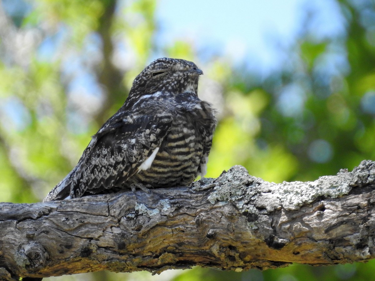 Common Nighthawk - ML647824252
